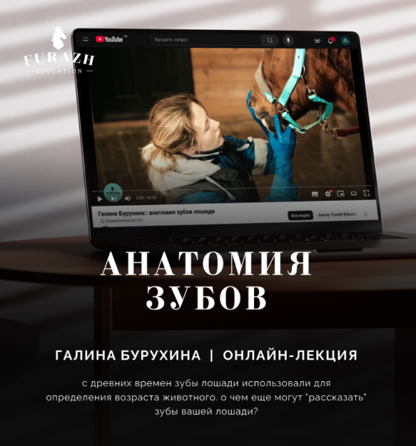 Лекция: Балансировка зубов лошади по методу Natural Balance Dentistry_Часть 1. Анатомия зубов