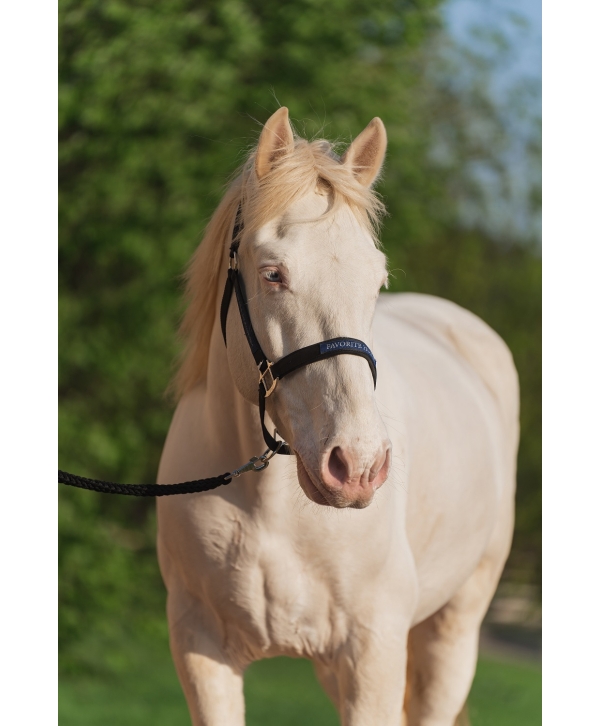 Недоуздок FAVORITE HORSE Comfort (черный)