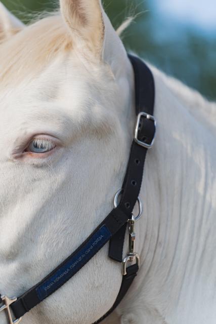 Недоуздок FAVORITE HORSE Comfort (черный)
