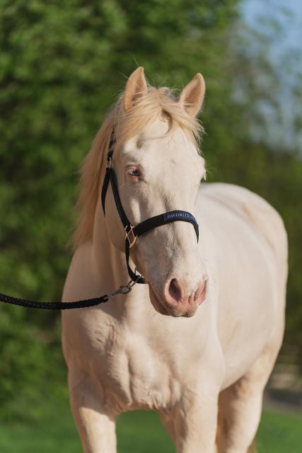 Недоуздок FAVORITE HORSE Comfort (черный)