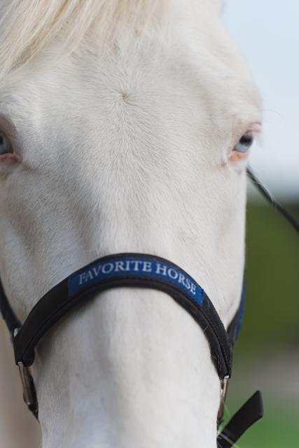 Недоуздок FAVORITE HORSE Comfort (черный)