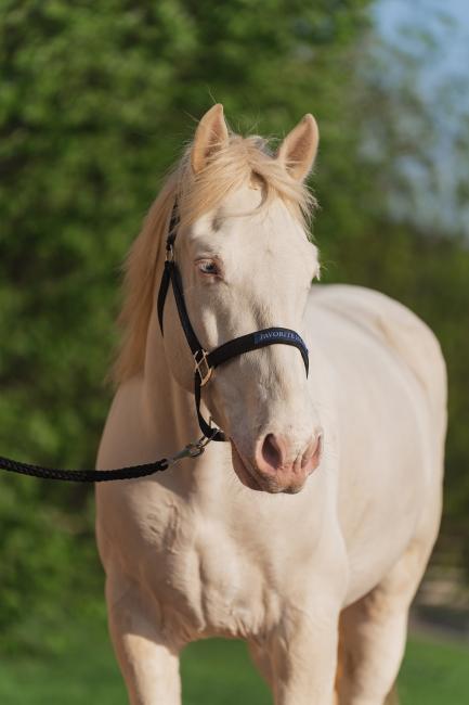 Недоуздок FAVORITE HORSE Comfort (черный)