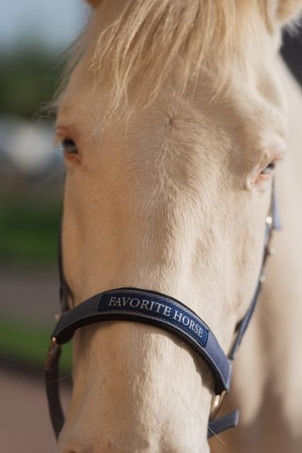 Недоуздок FAVORITE HORSE Comfort (голубой)