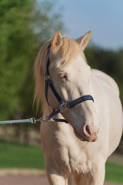 Недоуздок FAVORITE HORSE Comfort (голубой)