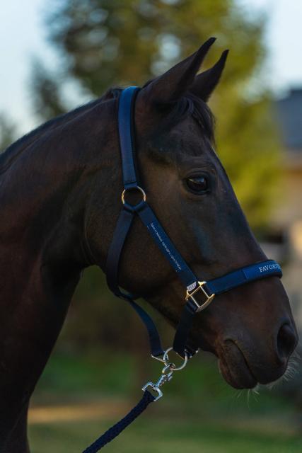 Недоуздок FAVORITE HORSE Comfort (синий)