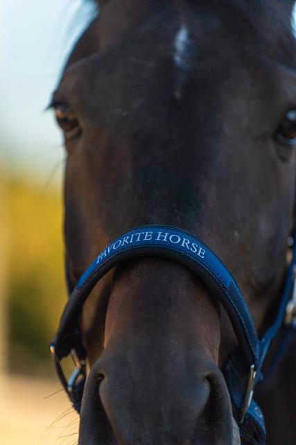 Недоуздок FAVORITE HORSE Comfort (синий)